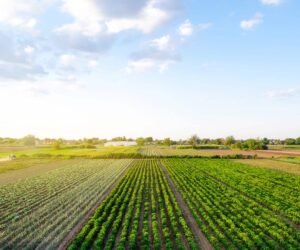 agricultura técnica